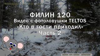 Видео с фотоловушки Филин 120 TELTOS день