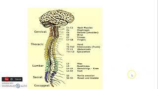 INTRODUCTION TO NEUROANATOMY 1_ Anatomy Book Club