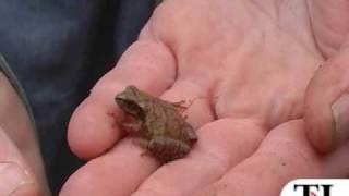 Spring herp series: Spring peeper - timesleader.com