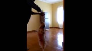 Andre's dog walks on two legs