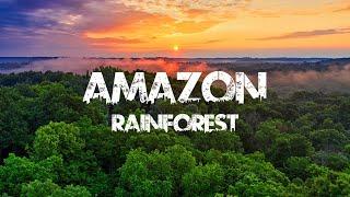 Amazon Rainforest | Amazon Jungle | Nature Documentary | Free Stock Footage | Copyright Free Videos