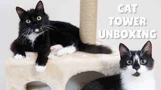 Cat tower unboxing with Uni and Nami