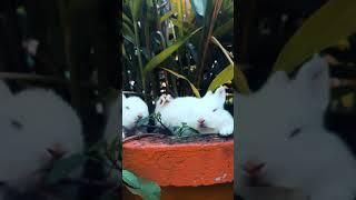 Милиы Зайчики (ВЗАИМНАЯ ПОДПИСКА)