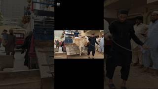 Unloading My Rani #cow #loveyou #viralshort #viralshorts #cowlover