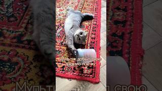 Мультик - шалопай #кот_мультик #cat #котик #вислоухий