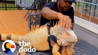 Clingy Iguana Wants To Do Everything His Dad Does | The Dodo