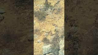 Fighting Markhors in Tajikistan #shorts #hunting #wildlife #tajikistan #new