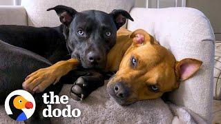 What If Dogs Could Complain About Their Little Siblings? | The Dodo Pittie Nation