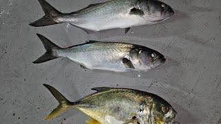 Fishing Lime at Jensen Beach Causeway