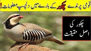 National Bird Of Pakistan Chakor Facts,چکور کے متعلق دلچسپ معلومات