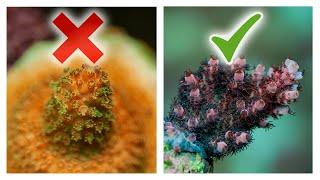 8 Ways to Improve Acropora Coral Growth | SPS Reef Tank