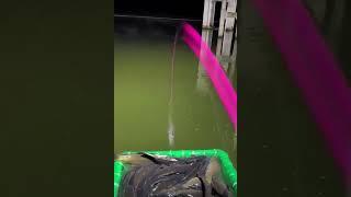 Рыбное место #рыбалка