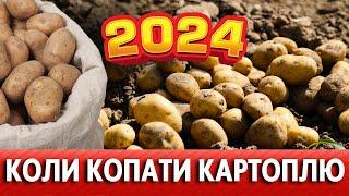 ДЛЯ ЗБЕРІГАННЯ! Щоб не ВТРАТИТИ врожай! Коли копати картоплю 2024 за місячним календарем