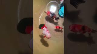 兰寿金鱼外伤如何处理？#金鱼#兰寿金鱼#观赏鱼#养鱼知识 #水族