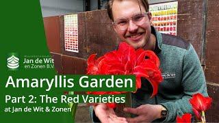 A big amaryllis party | Part 2: The red varieties | English | Jan de Wit en Zonen