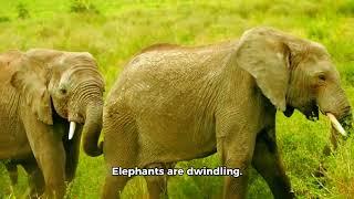 Secrets of the Elephants | Elephants National Geographic Facts By Discover Daily