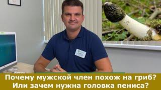 Мужские секреты: Почему мужской член похож на гриб? Зачем нужна головка пениса?