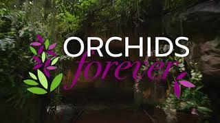 Orchids Forever 2021 at Cleveland Botanical Garden