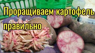 Проращивание картофеля. Лучший способ проращивания картофеля.