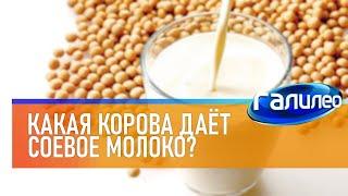 Галилео  Какая корова даёт соевое молоко?