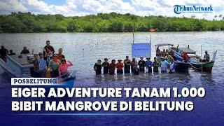 Eiger Adventure Tanam 1.000 Bibit Mangrove di Pulau Belitung Dalam Agenda Dayung Jelajah Nusantara