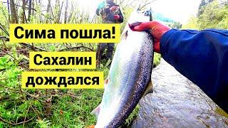 The Cherry Salmon has Arrived! Sakhalin was waiting