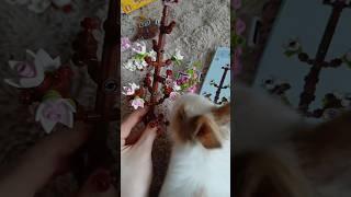 watch me build my lego flowers with Livia️ #bunnies #rabbit #mybunny #bunny #cutebunny