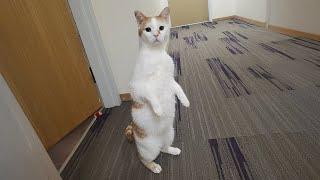 Cat came with a factory defect  Funny Cats Videos 2025