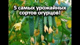 5 самых урожайных сортов огурцов!