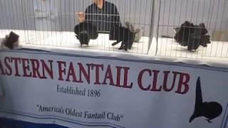 American Fantails Auction Reading Pigeon Association Lancaster show