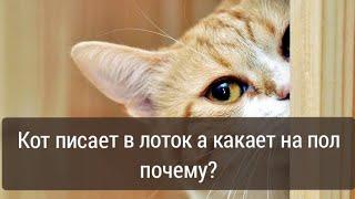 Кот писает в лоток а какает на пол почему?