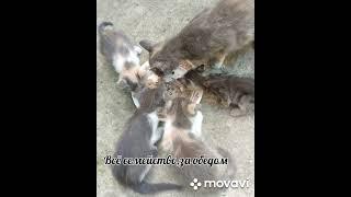 Кошка и котята #доброеутро