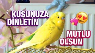 MUHABBET KUŞU SESİ | Kuşunuza Dinletin, Mutlu Olsun