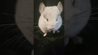 Please follow if you love chinchillas