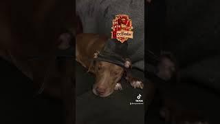 Dog Sorting Hat - Harry Potter #shorts