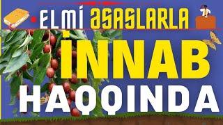 ️ İNNAB BİTKİSİ BECƏRİLMƏSİ - İNNABIN XARİCİ ŞƏRAİTƏ MÜNASİBƏTİ |İNNAB DÜZGÜN QULLUQ|#elmiəsaslarla