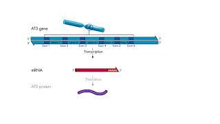 Transcription - Introns and exons