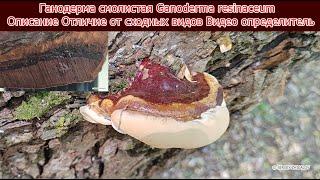 Ганодерма смолистая Ganoderma resinaceum Описание Отличие от сходных видов Видео определитель