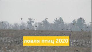 Ловля Птиц на ОС Орнитологическую Сеть Pesca de aves Pesca jilguero Pesca en la red