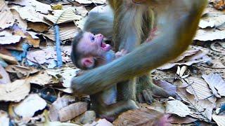 It's pity!! Newborn baby monkey Libby Is upset with mama & Libby teach Rainbow a lesson too