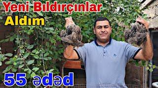 Yeni Bıldırçınlar Aldım 55 ədəd @mubarizemintv2271 #japanesequail