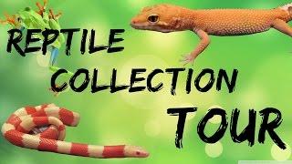 April 2016 Reptile Room Collection Tour!