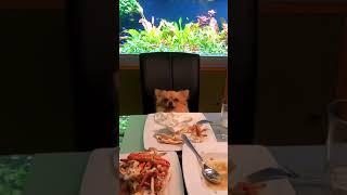 Can I join the mukbang mama? #chihuahua #shorts #mukbang