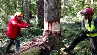 Crosscut felling in Region 6