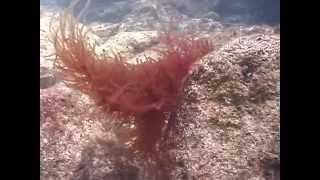 © Водоросли Черного моря. Red algae - 2 // Video Dr. Oleg Kovtun