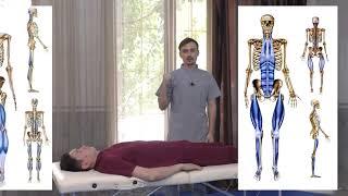 Thomas Myers Fascial Chains in Applied Kinesiology