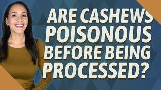 Are cashews poisonous before being processed?