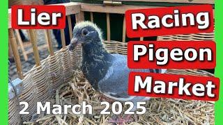 Racing Pigeon Market Lier, Belgium (2 March  2025)