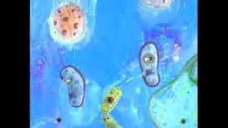 Noggin ID - Bacteria (1999)