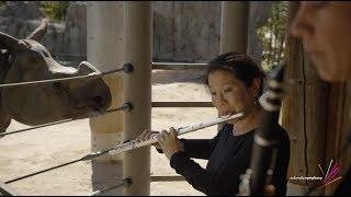 See Denver Zoo’s Rhino React to LIVE Music from the Colorado Symphony